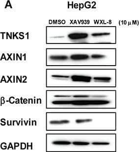 Detection of Tankyrase 1 by Western Blot