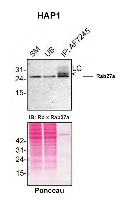 Detection of Rab27a by Immunoprecipitation.