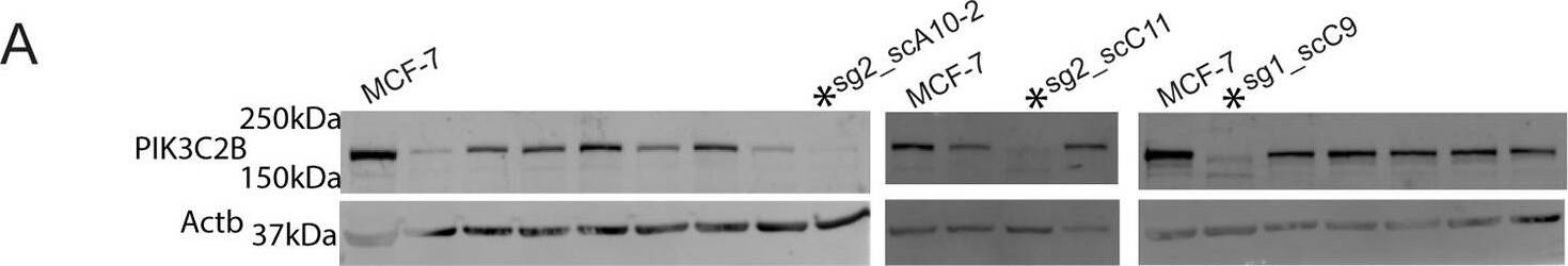 Detection of Human PI 3-Kinase C2 beta by Western Blot