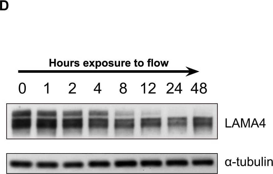 Detection of Human Laminin alpha 4 by Western Blot