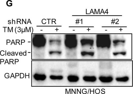 Detection of Laminin alpha 4 by Western Blot