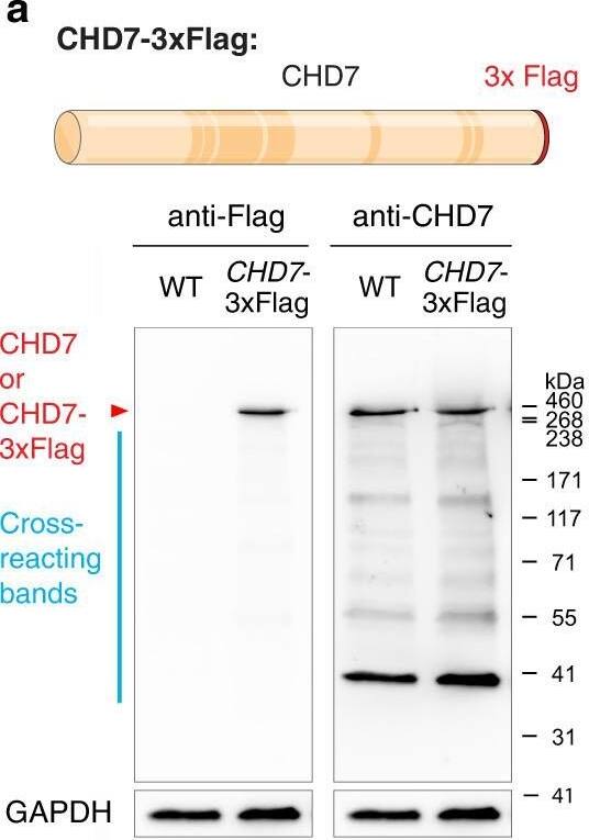 Detection of CHD7 by Western Blot