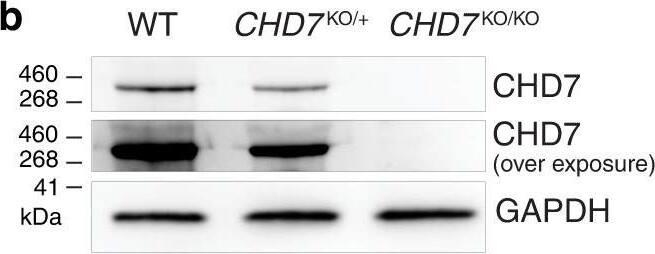 Detection of CHD7 by Western Blot