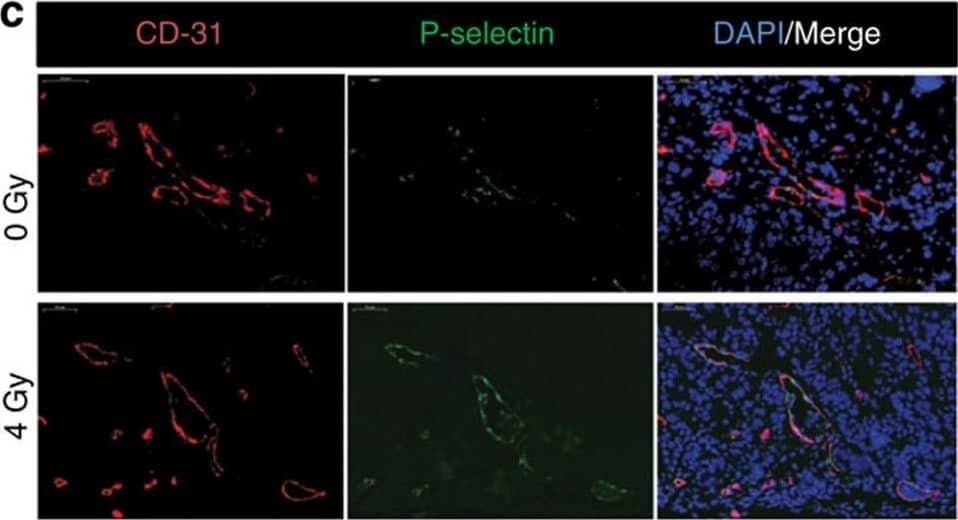 Detection of Mouse P-Selectin/CD62P by Immunocytochemistry/ Immunofluorescence