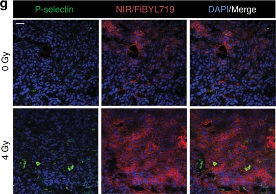 Detection of Mouse P-Selectin/CD62P by Immunocytochemistry/ Immunofluorescence