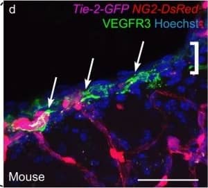 Detection of Mouse VEGFR3/Flt-4 by Immunocytochemistry/Immunofluorescence