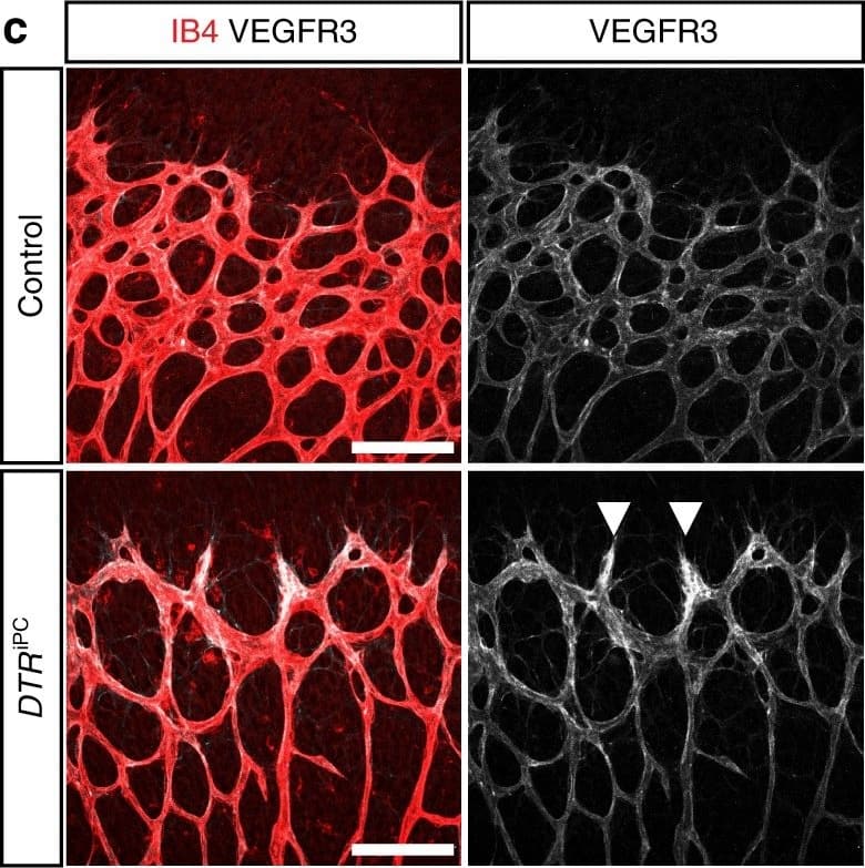 Detection of Mouse VEGFR3/Flt-4 by Immunocytochemistry/Immunofluorescence