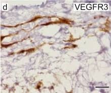 Detection of Human VEGFR3/Flt-4 by Immunocytochemistry/Immunofluorescence