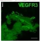 Detection of Human VEGFR3/Flt-4 by Immunocytochemistry/Immunofluorescence