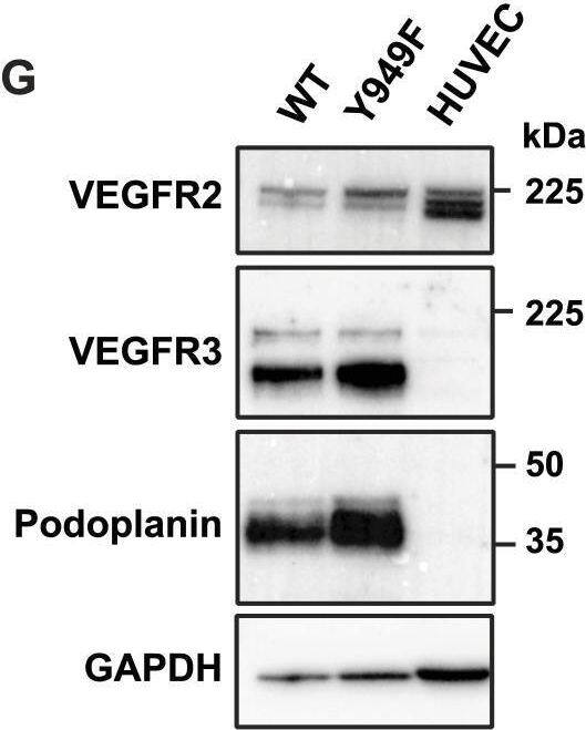 Detection of Mouse VEGFR3/Flt-4 by Western Blot
