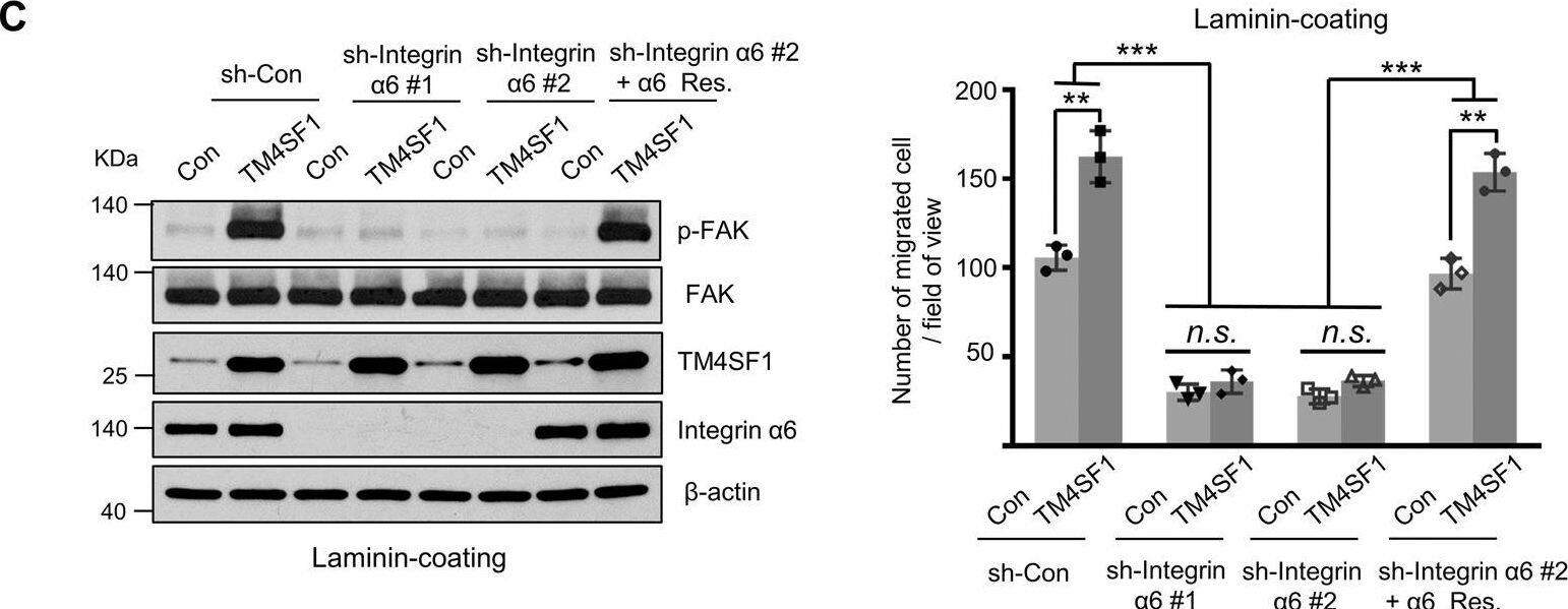 Detection of Human TM4SF1 by Western Blot
