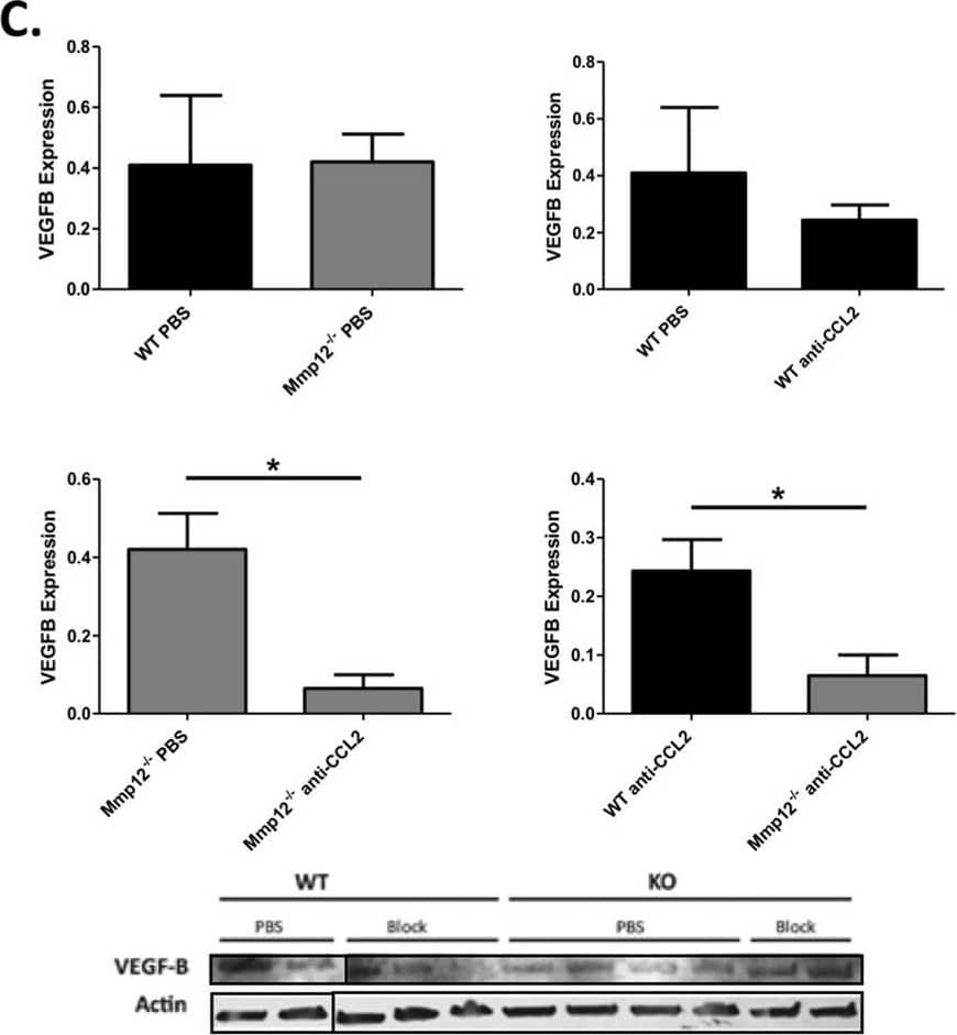 Detection of Mouse VEGF-B by Western Blot