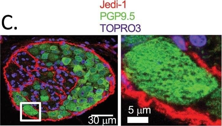 Detection of Mouse PEAR1 by Immunohistochemistry