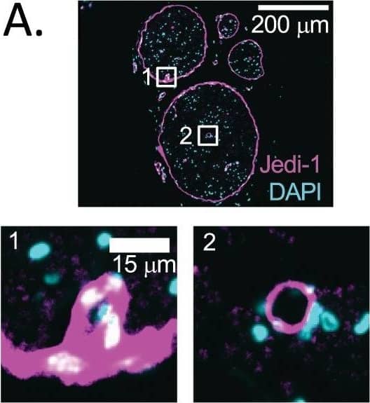 Detection of Mouse PEAR1 by Immunohistochemistry