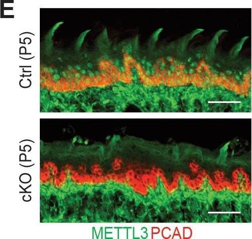 Detection of Mouse P-Cadherin by Immunohistochemistry