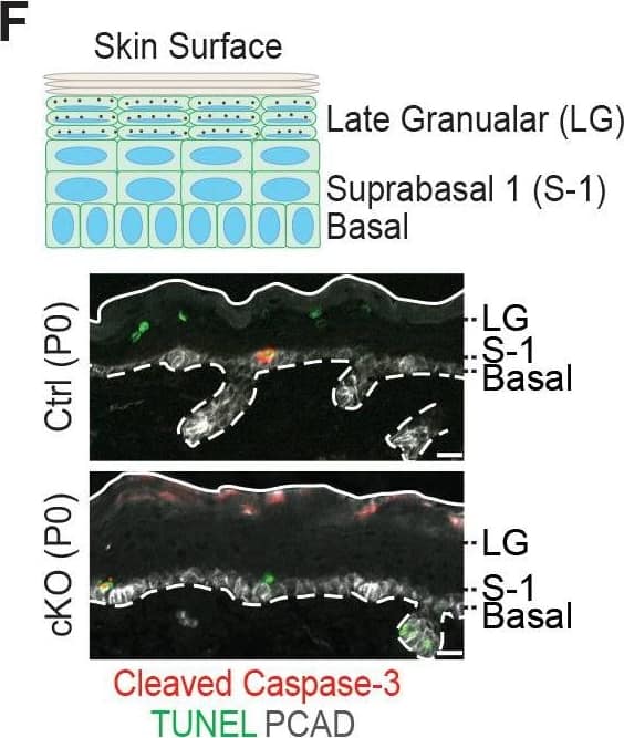 Detection of Mouse P-Cadherin by Immunohistochemistry