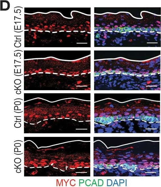 Detection of Mouse P-Cadherin by Immunohistochemistry