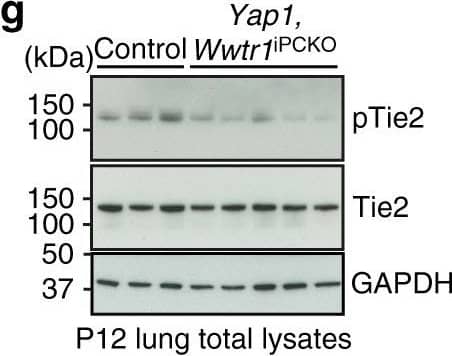 Detection of Mouse Tie-2 by Western Blot