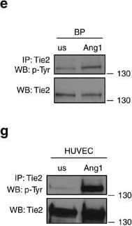 Detection of Mouse Tie-2 by Western Blot