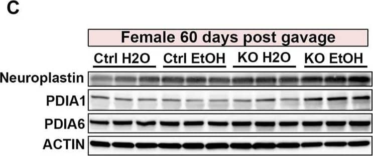 Detection of Mouse Neuroplastin by Western Blot