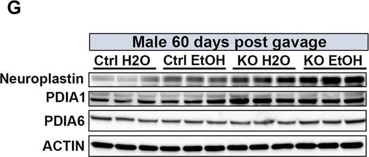 Detection of Mouse Neuroplastin by Western Blot