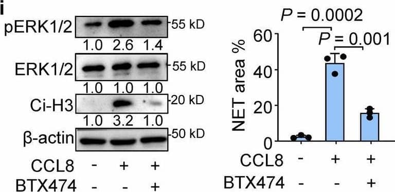 Detection of CCL8/MCP-2 by Western Blot