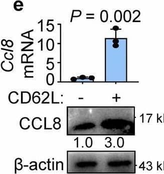 Detection of CCL8/MCP-2 by Western Blot