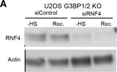 Detection of Human RNF4 by Western Blot