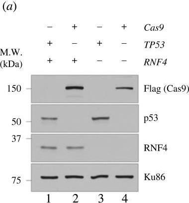 Detection of RNF4 by Western Blot