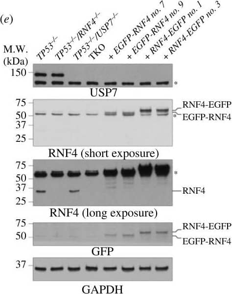 Detection of RNF4 by Western Blot