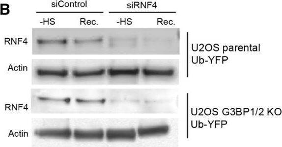 Detection of Human RNF4 by Western Blot