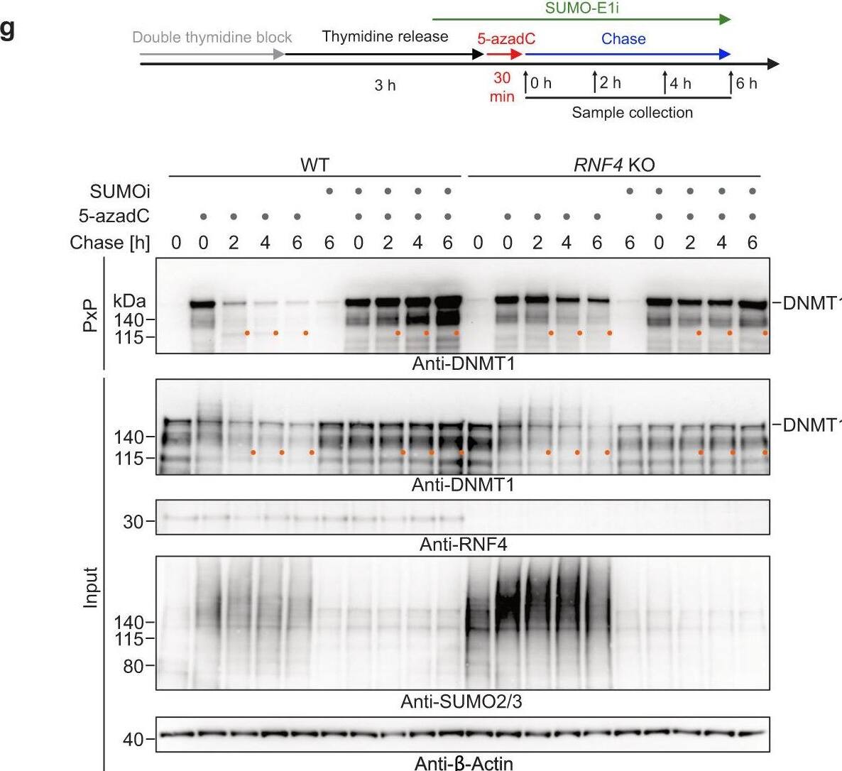 Detection of RNF4 by Western Blot