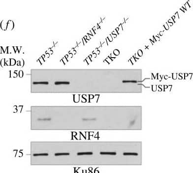 Detection of RNF4 by Western Blot