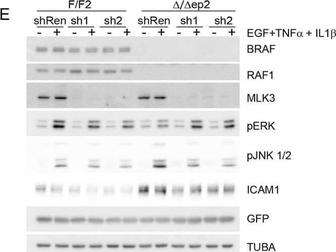 Detection of Mouse ICAM-1/CD54 by Western Blot