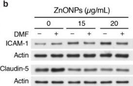 Detection of Human ICAM-1/CD54 by Western Blot
