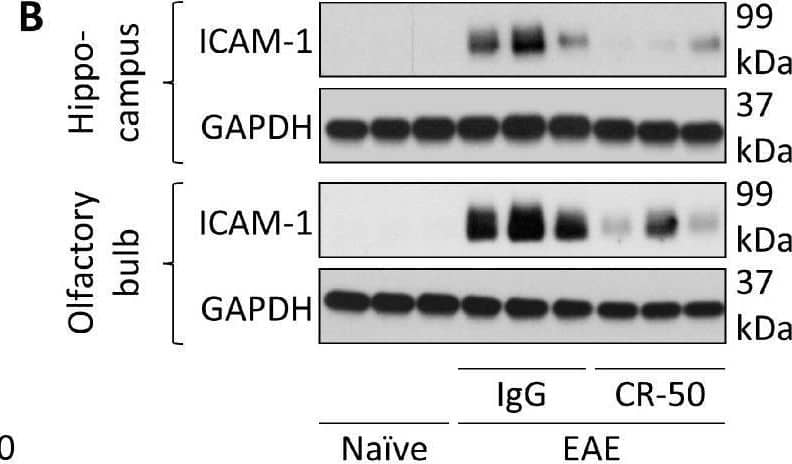 Detection of Mouse ICAM-1/CD54 by Western Blot
