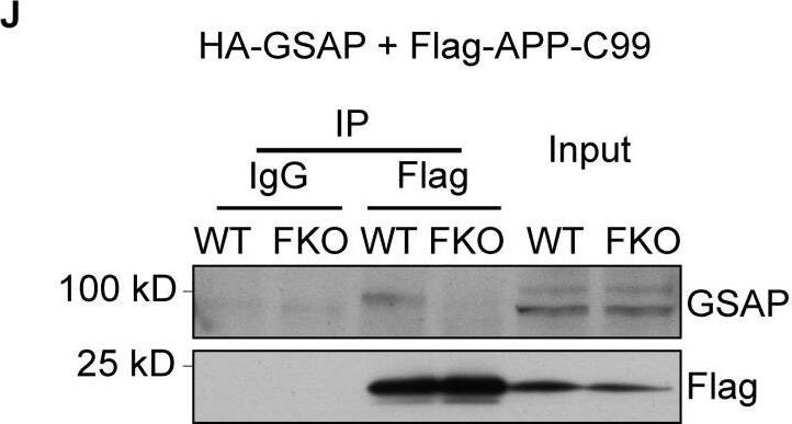 Detection of Mouse GSAP by Western Blot