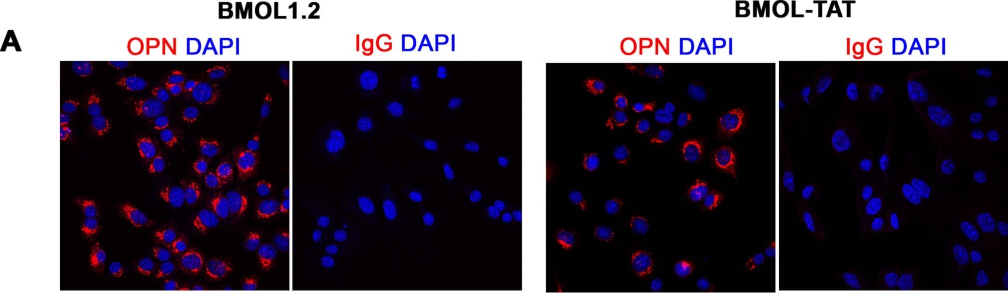 Detection of Mouse Osteopontin/OPN by Immunocytochemistry/Immunofluorescence