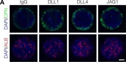 Detection of Mouse Osteopontin/OPN by Immunocytochemistry/Immunofluorescence