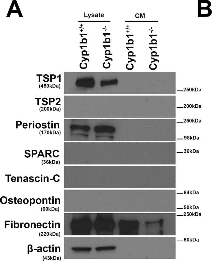 Detection of Mouse Osteopontin/OPN by Western Blot