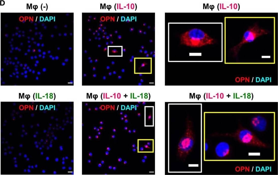 Detection of Mouse Osteopontin/OPN by Immunocytochemistry/Immunofluorescence