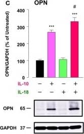 Detection of Mouse Osteopontin/OPN by Western Blot