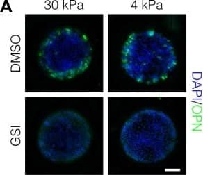 Detection of Mouse Osteopontin/OPN by Immunocytochemistry/Immunofluorescence