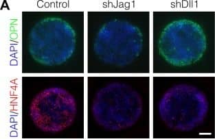 Detection of Mouse Osteopontin/OPN by Immunocytochemistry/Immunofluorescence