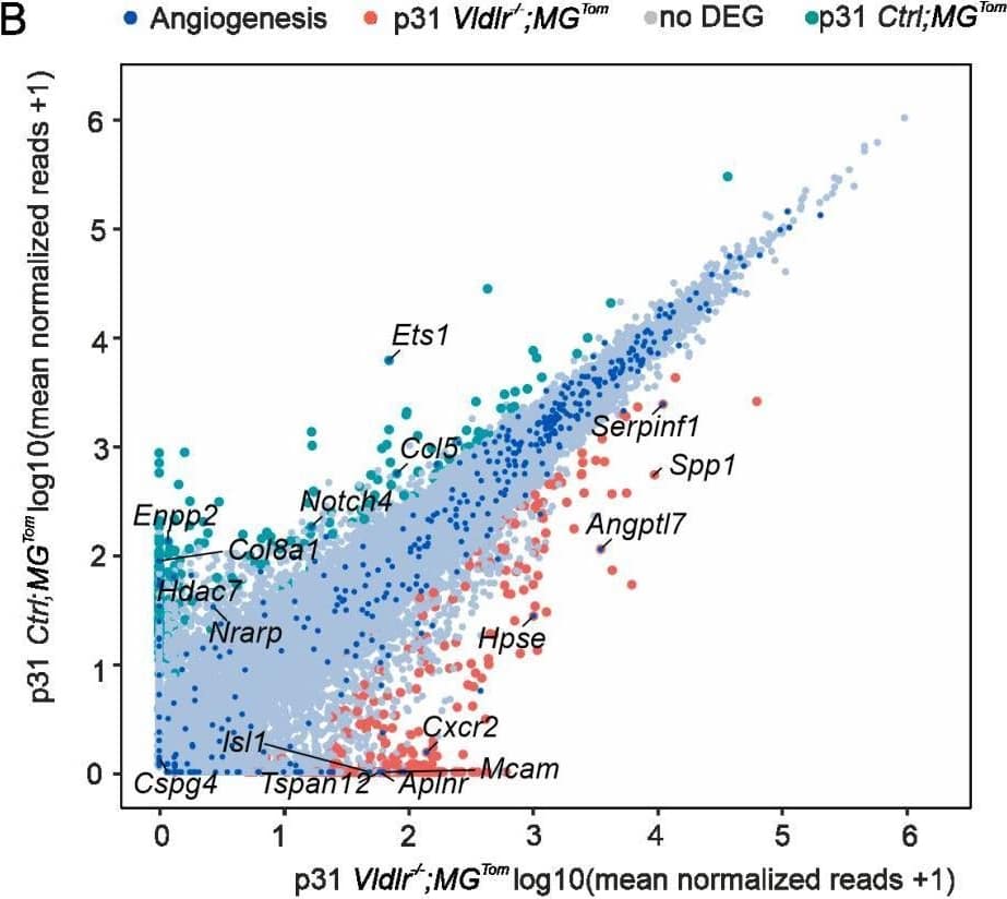 Detection of Osteopontin/OPN by Flow Cytometry