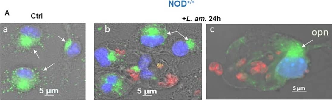Detection of Mouse Osteopontin/OPN by Immunocytochemistry/ Immunofluorescence