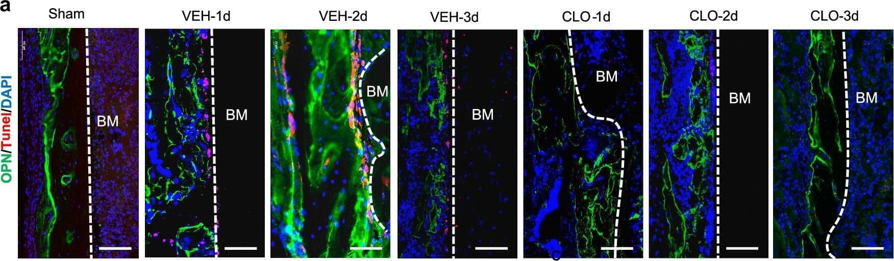 Detection of Mouse Osteopontin/OPN by Immunohistochemistry