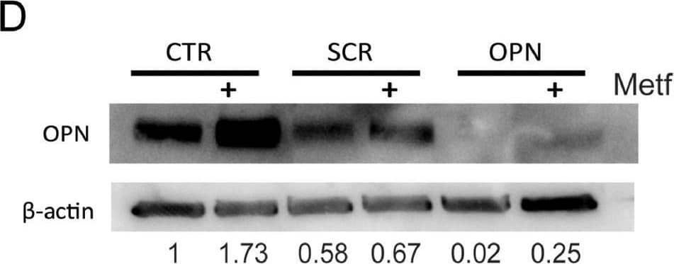 Detection of Osteopontin/OPN by Western Blot