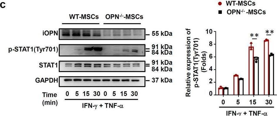 Detection of Mouse Osteopontin/OPN by Western Blot