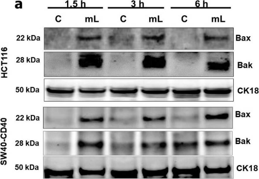 Detection of BAK by Western Blot